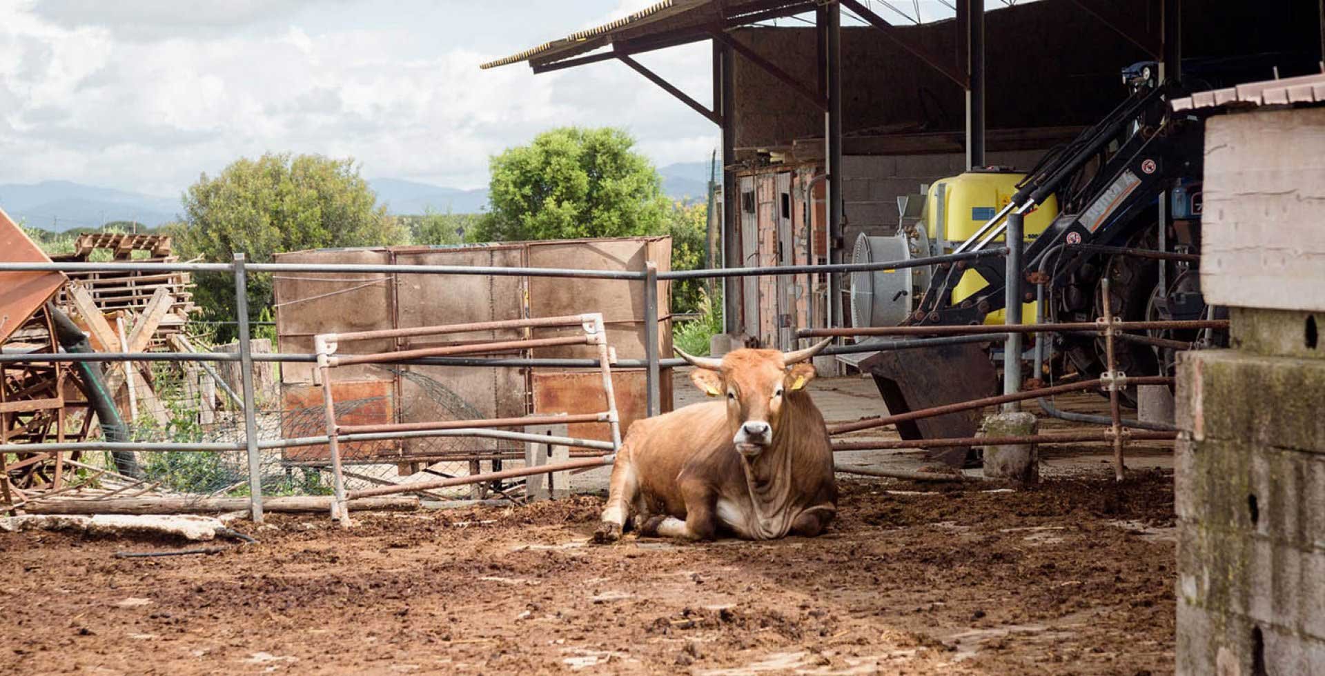 Agriturismi Alberese l 'azienda agricola Allegro Agriturismi Alberese l 'azienda agricola Allegro